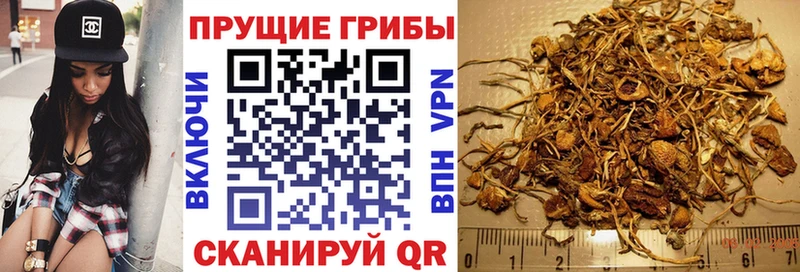 Купить где  Кадников  Галлюциногенные грибы Cubensis 